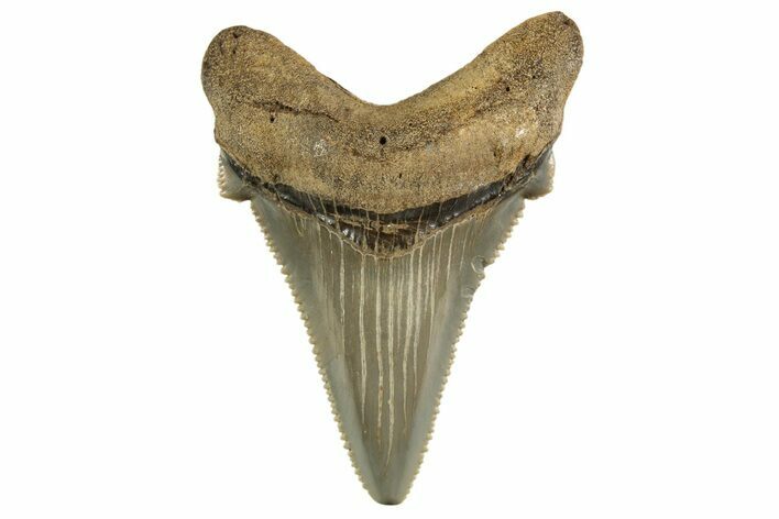 Serrated Angustidens Tooth - Megalodon Ancestor #321689